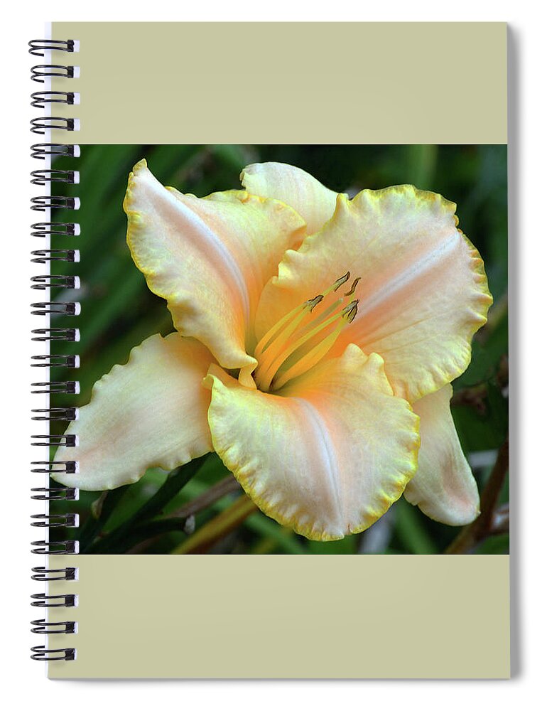 Daylily Spiral Notebook featuring the photograph Desirable Daylily. by Terence Davis