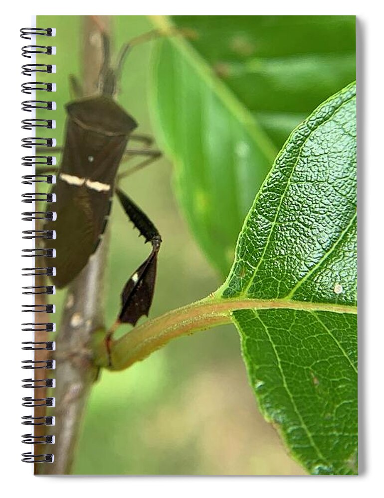 Bug Spiral Notebook featuring the photograph Destination Bug by Catherine Wilson