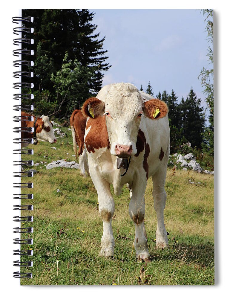 Hochkar Spiral Notebook featuring the photograph Detail on Pinzgauer cattle cow on meadows in the Austrian Alps. beautiful brown and white organizes the freshest grass without harmful substances. Hochkar mountain, Austria by Vaclav Sonnek