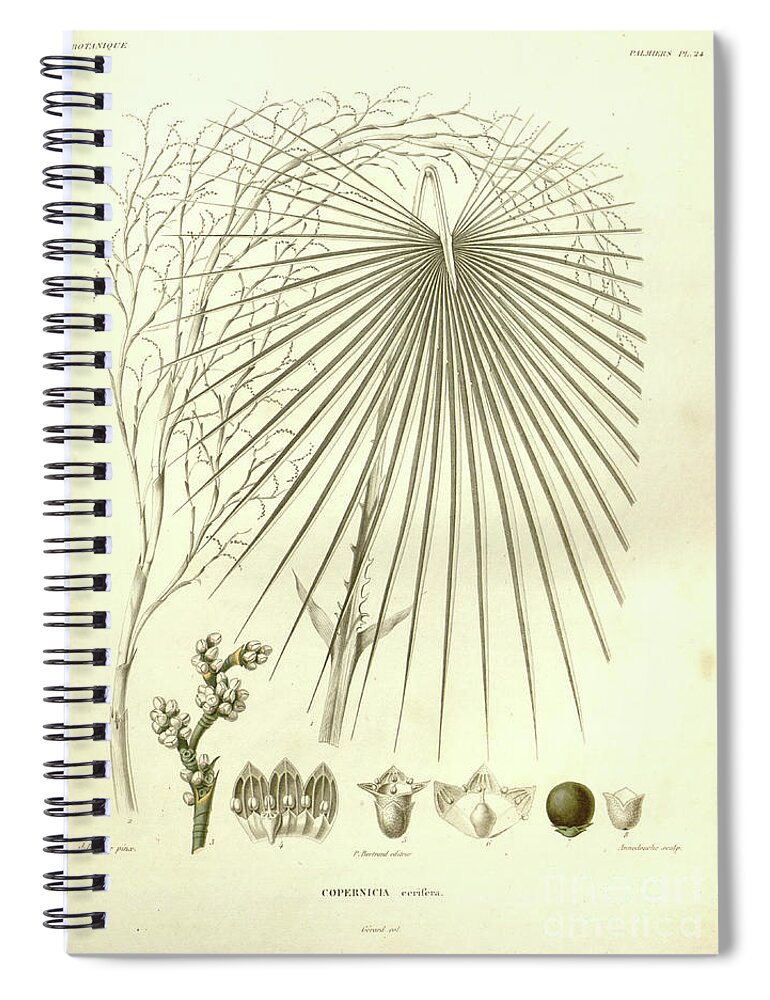 Details Spiral Notebook featuring the photograph details of Palm tree parts u3 by Botany