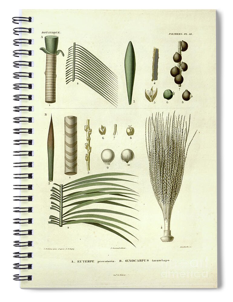 Details Spiral Notebook featuring the photograph details of Palm tree parts u5 by Botany