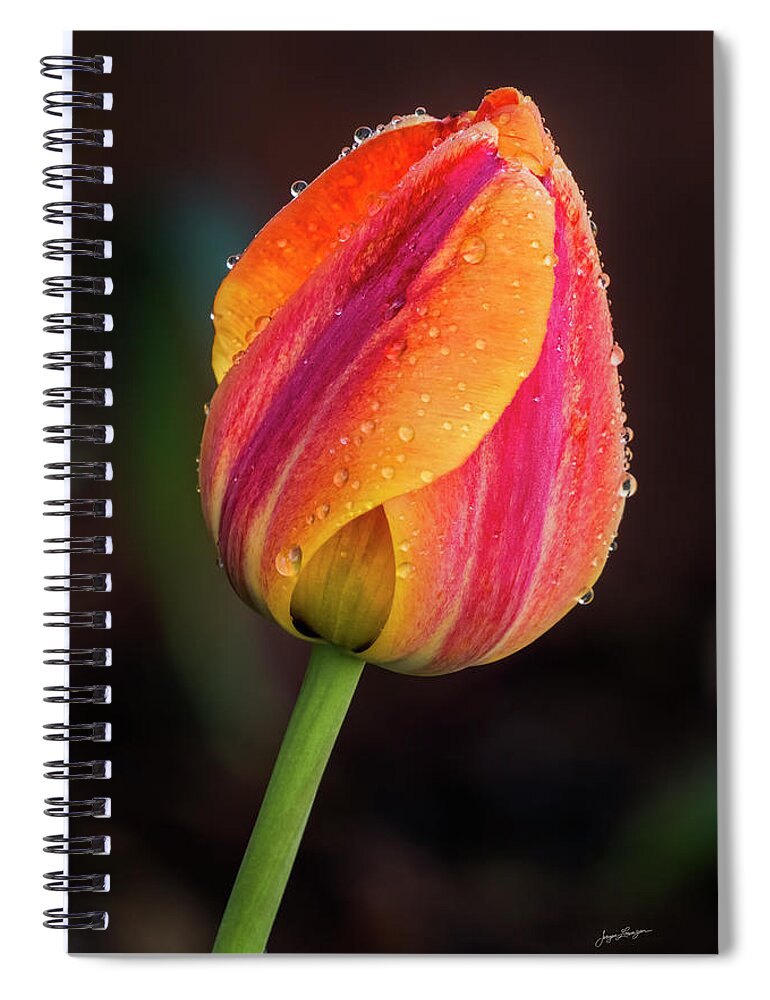 Tulip Spiral Notebook featuring the photograph Dew Drop Tulip by Jurgen Lorenzen