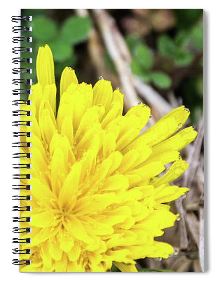 Closeup Spiral Notebook featuring the photograph Dewy Diamond Dandelion 11 of 12 by Cheryl McClure