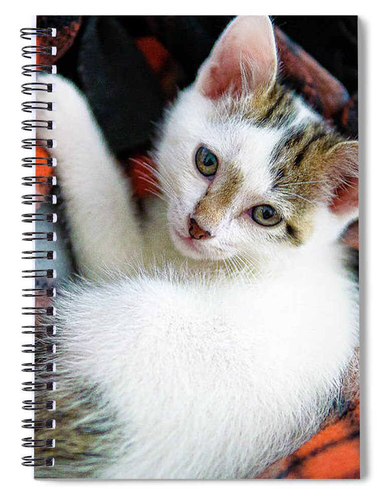 Dexter Kitten White Red Plaid Adorable Blanket Relaxed Cute Spiral Notebook featuring the photograph Dexter - Our New Adorable Kitten by David Morehead