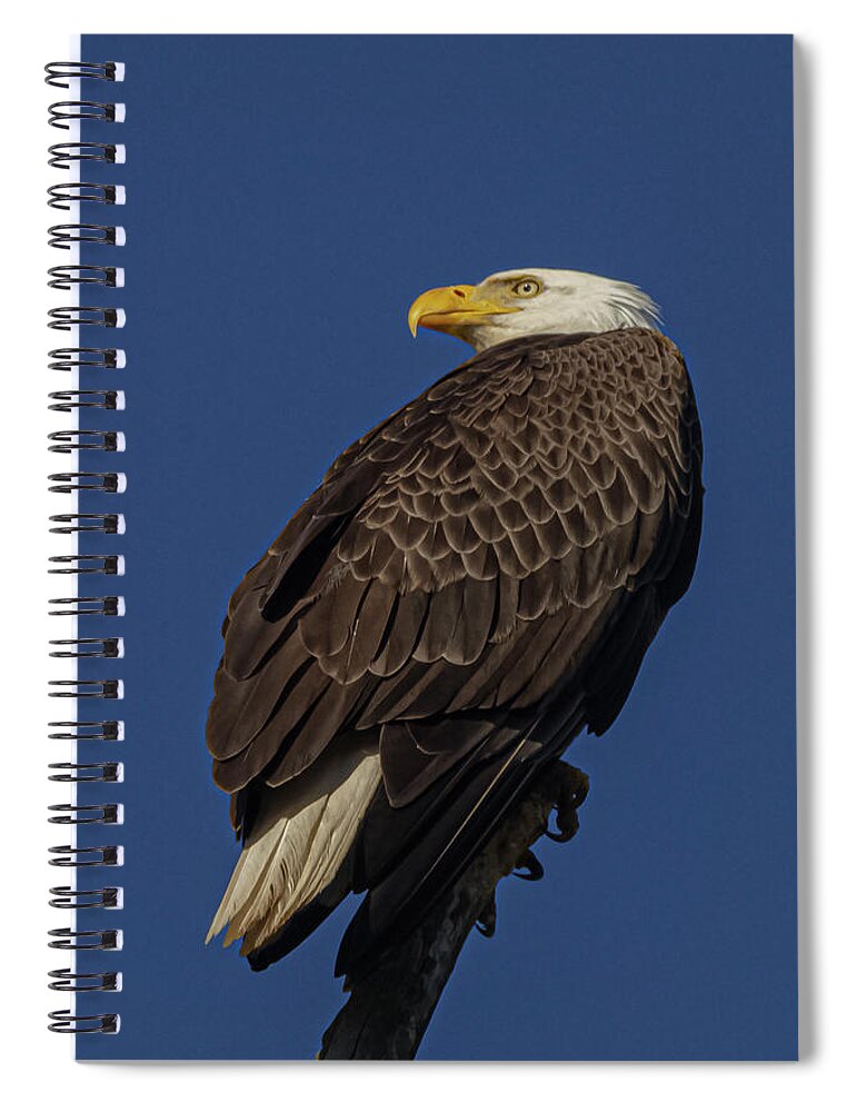 Minnowbrook Eagle Spiral Notebook featuring the photograph Diligence by Al Griffin