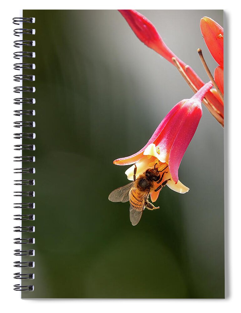 Bees Spiral Notebook featuring the photograph Dining at the Red Yucca Cafe by Joe Schofield