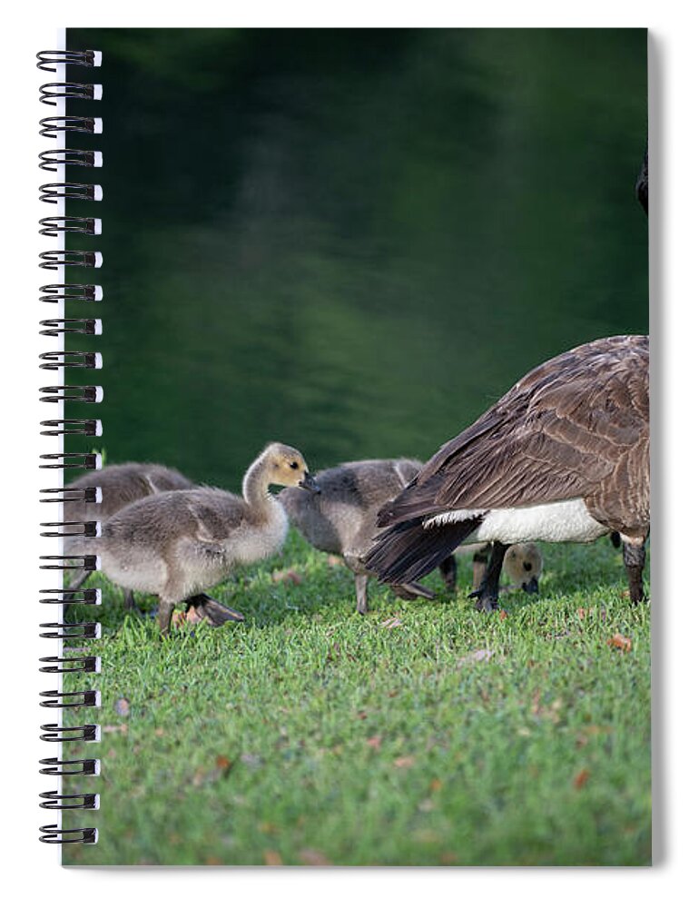 Goose Spiral Notebook featuring the photograph Dinner Time - Furry Babies by Dale Powell