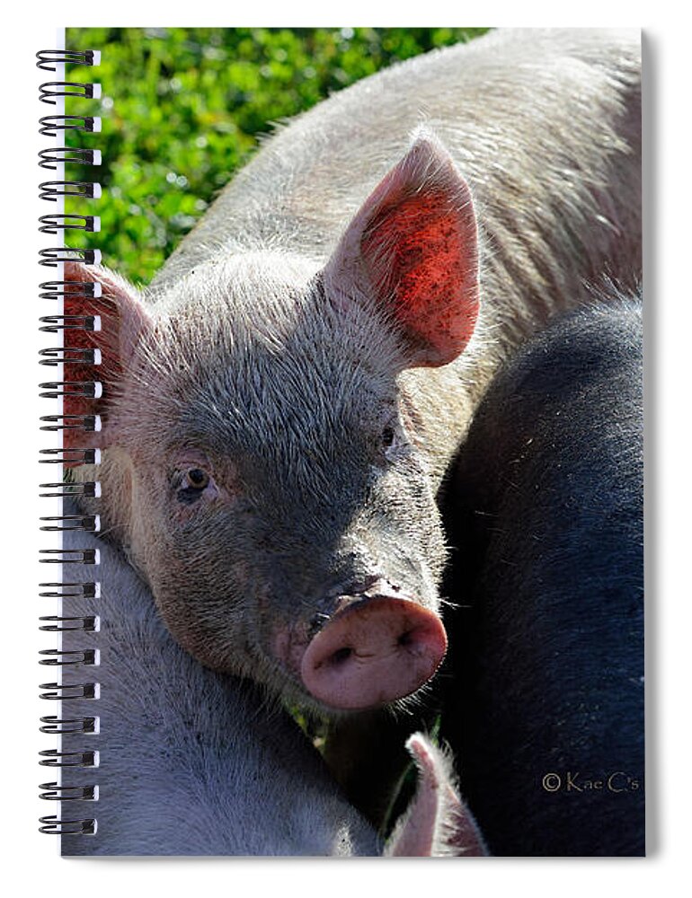 Piglet Spiral Notebook featuring the photograph Dirty Face, But Cute by Kae Cheatham