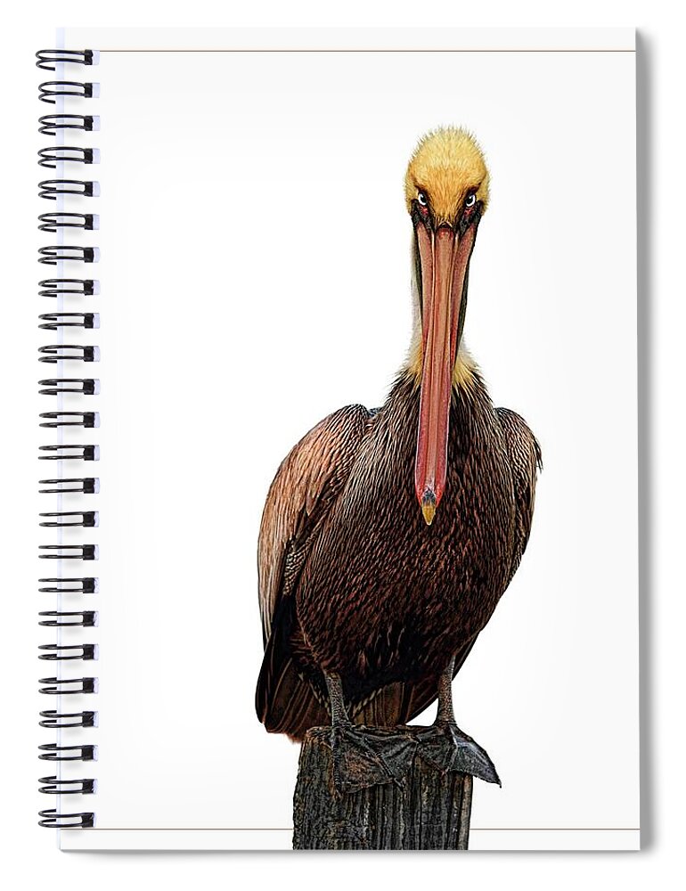 Pelican Spiral Notebook featuring the digital art Disapproving Pelican by Brad Barton