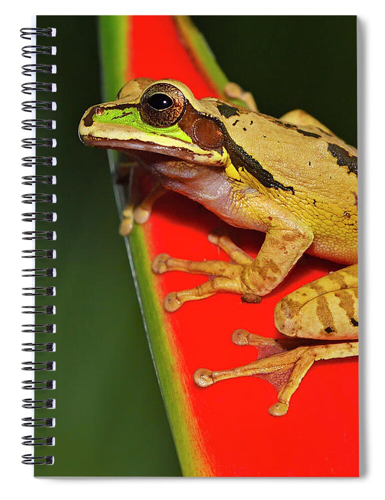 Masked Tree Frog Spiral Notebook featuring the photograph Disguise by Tony Beck