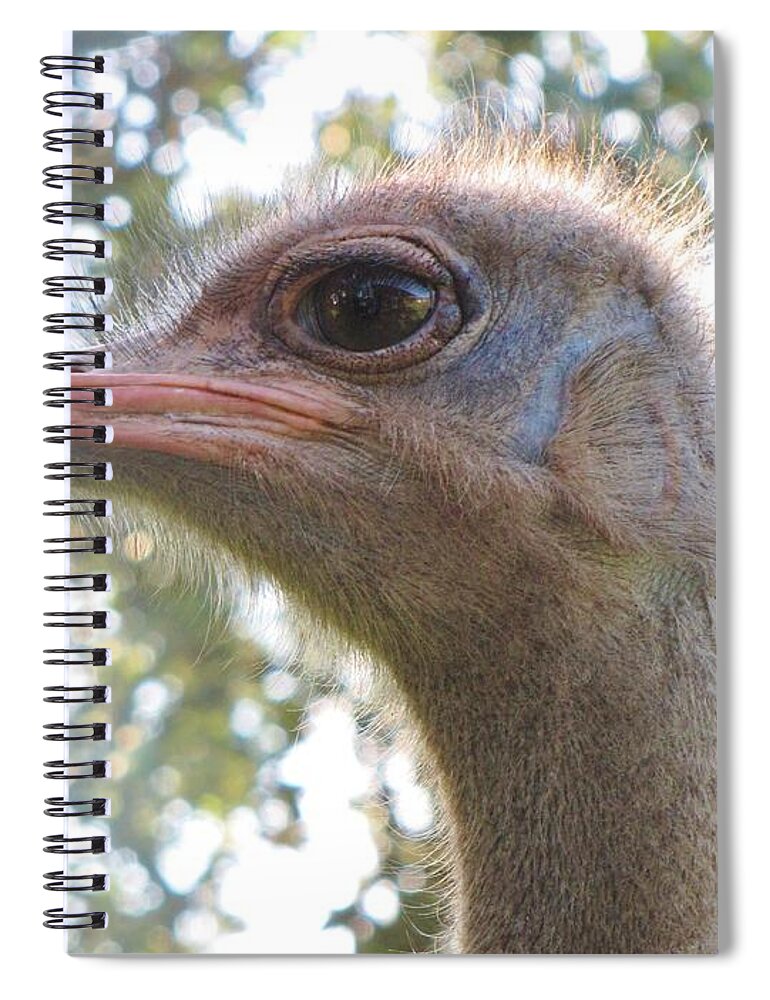 African Flightless Bird Spiral Notebook featuring the photograph Do You See What I See? by World Reflections By Sharon