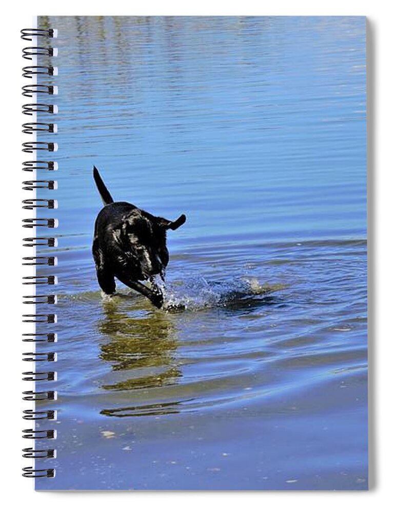 Lab Spiral Notebook featuring the photograph Dog Days of Summer by James Cousineau