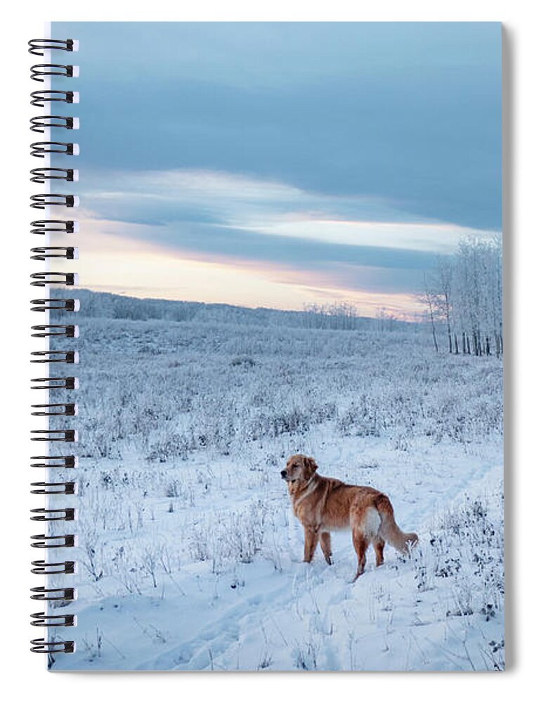Dog Spiral Notebook featuring the photograph Dog in an Alberta winter pasture by Karen Rispin