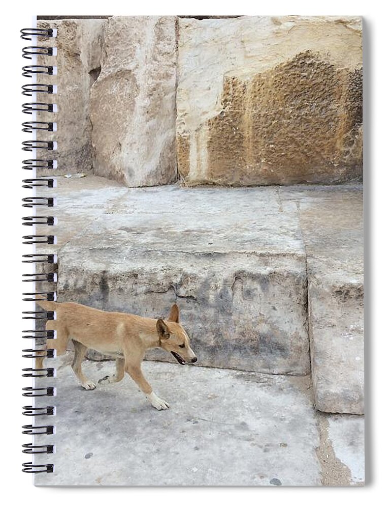 Giza Spiral Notebook featuring the photograph Dogs of Giza by Trevor Grassi