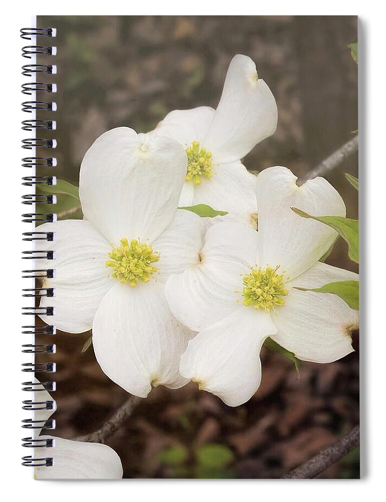 Dogwood Blossom Trio Spiral Notebook featuring the photograph Dogwood Blossom Trio by Bellesouth Studio