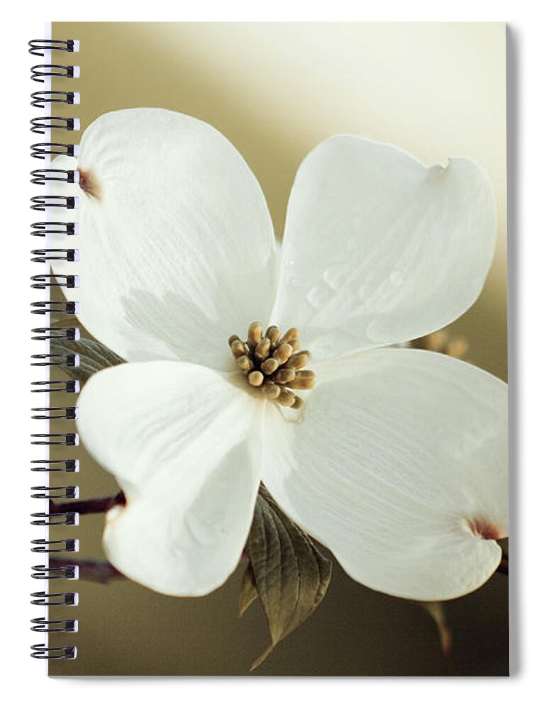 Dogwood; Dogwood Blossom; Blossom; Flower; Vintage; Macro; Close Up; Petals; Green; White; Calm; Horizontal; Leaves; Tree; Branches Spiral Notebook featuring the photograph Dogwood in Autumn Hues by Tina Uihlein