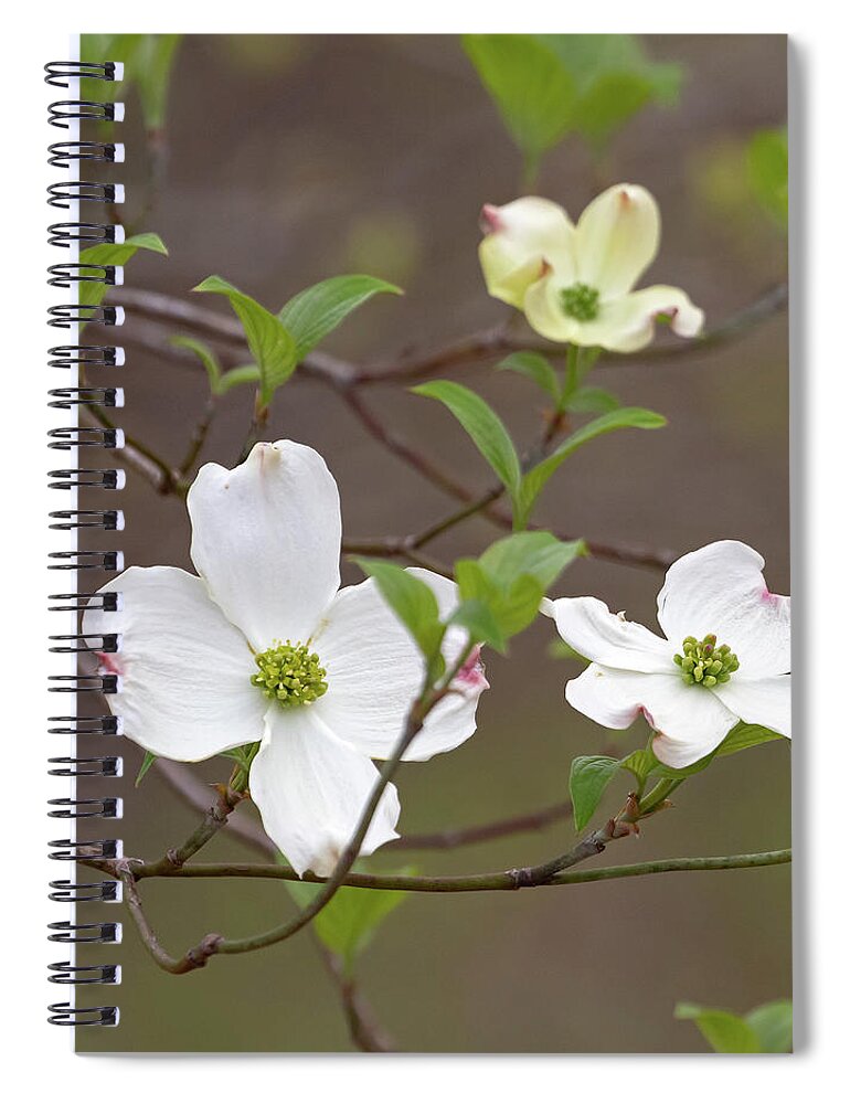 Dogwood Spiral Notebook featuring the photograph Dogwood In Spring #3 by Mindy Musick King