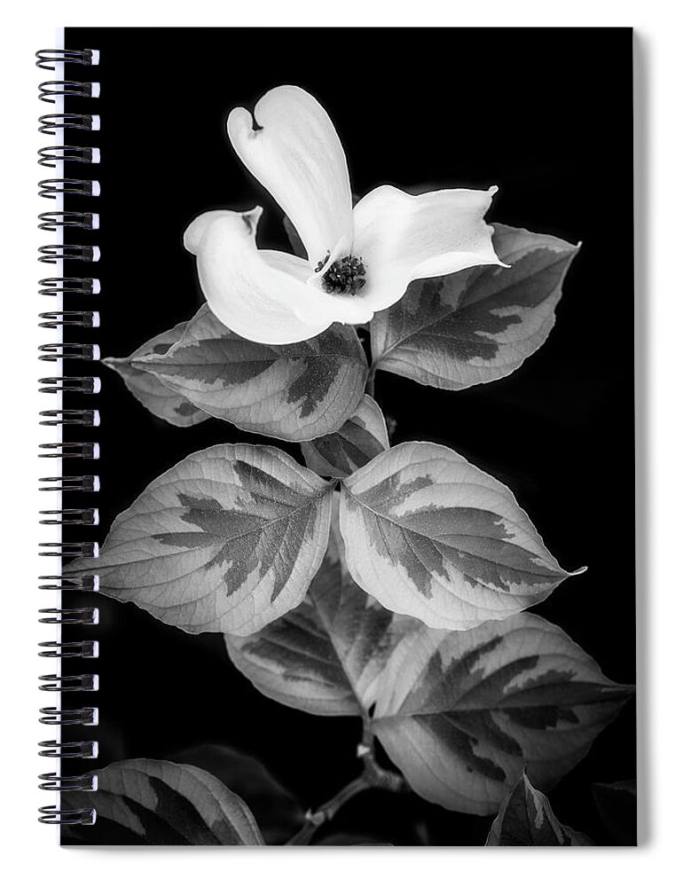 Dogwood Spiral Notebook featuring the photograph Dogwoods on Black by Philippe Sainte-Laudy