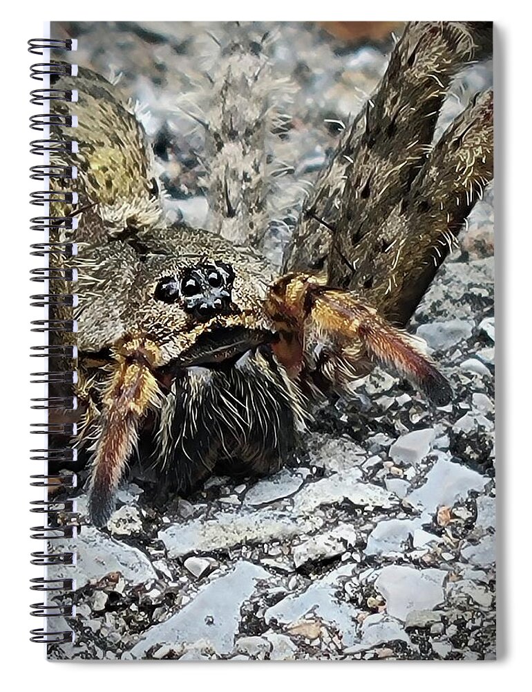 Fishing Spider Spiral Notebook featuring the photograph Dolomedes Tenebrosus by Ally White