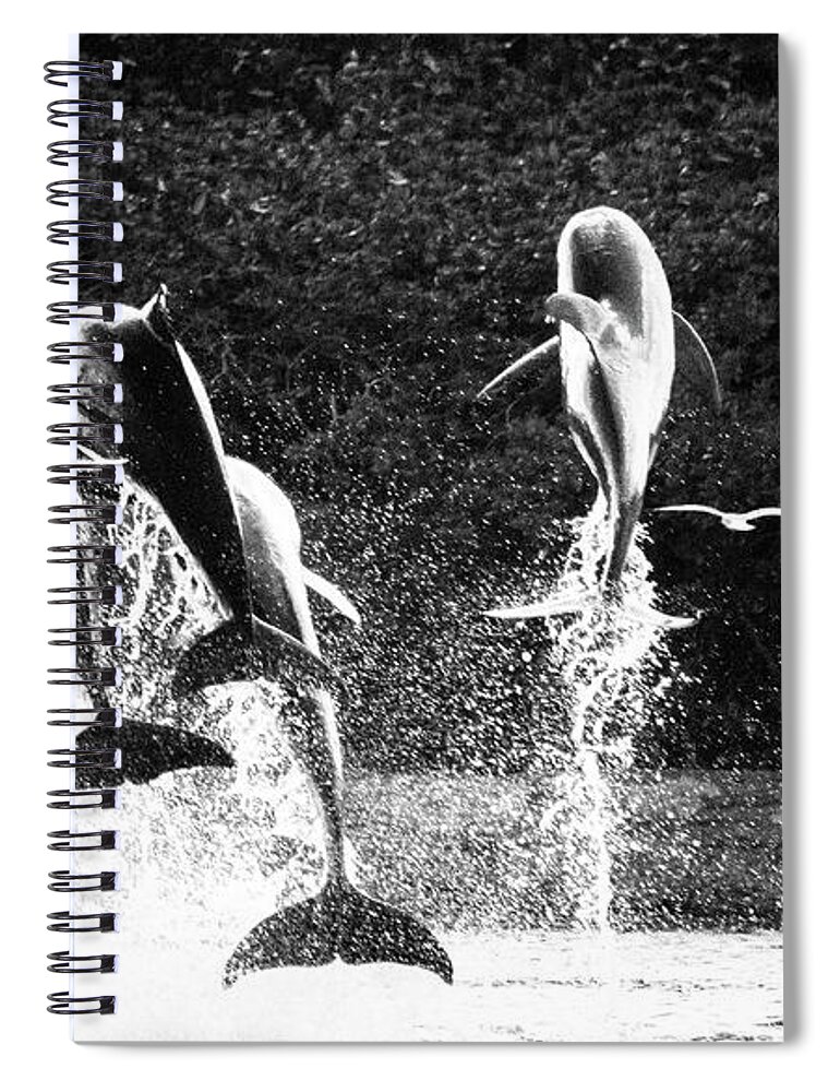 Nassau Spiral Notebook featuring the photograph Dolphin Dance by Wilko van de Kamp Fine Photo Art