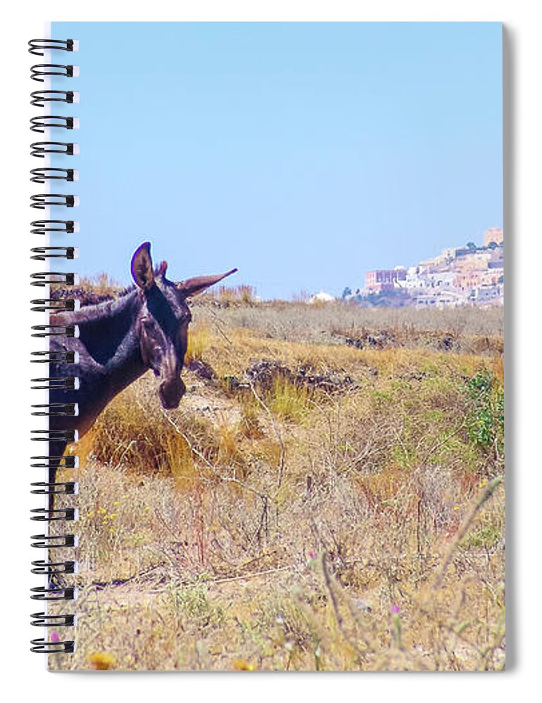 Santorini Spiral Notebook featuring the photograph Donkey in Santorini by David Morehead
