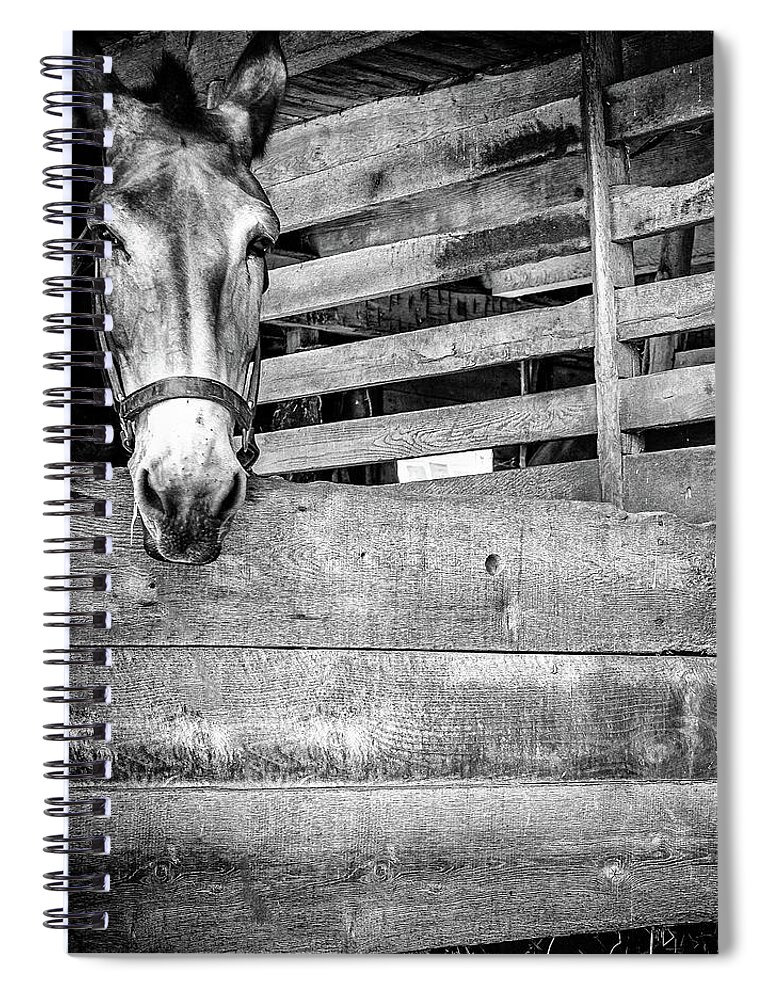  Spiral Notebook featuring the photograph Donkey by Steve Stanger