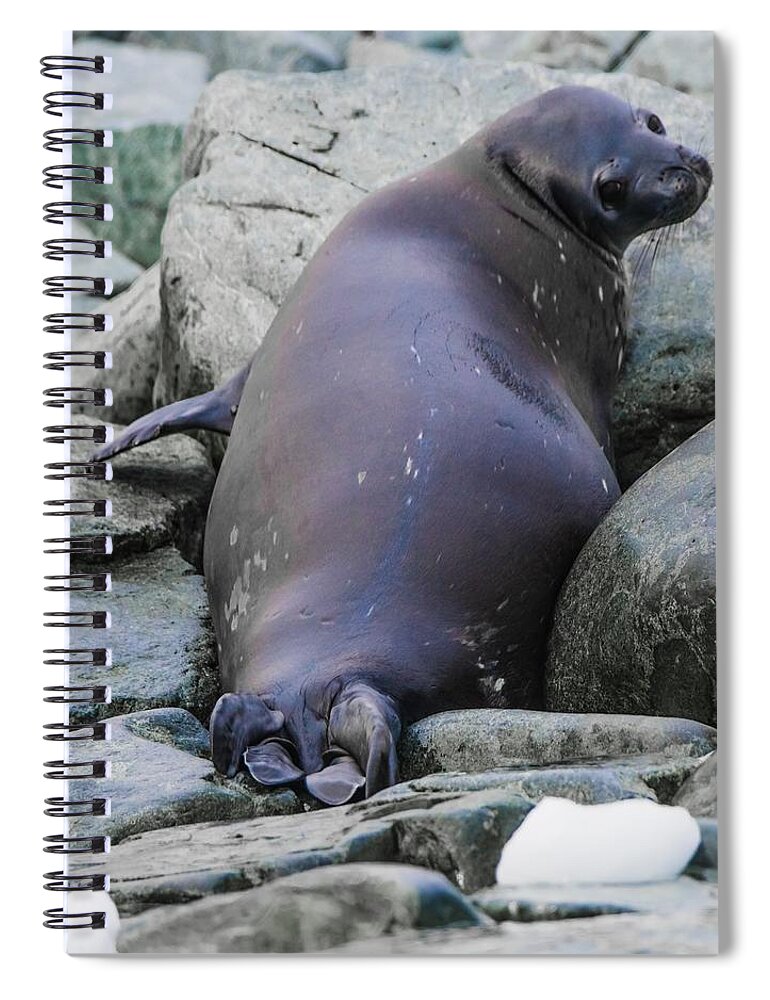 03feb20 Spiral Notebook featuring the photograph Don't Look Back - Leopard Seal by Jeff at JSJ Photography