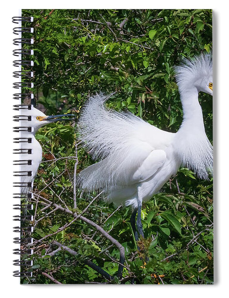 Egret Spiral Notebook featuring the photograph Doo for Two by John Kirkland