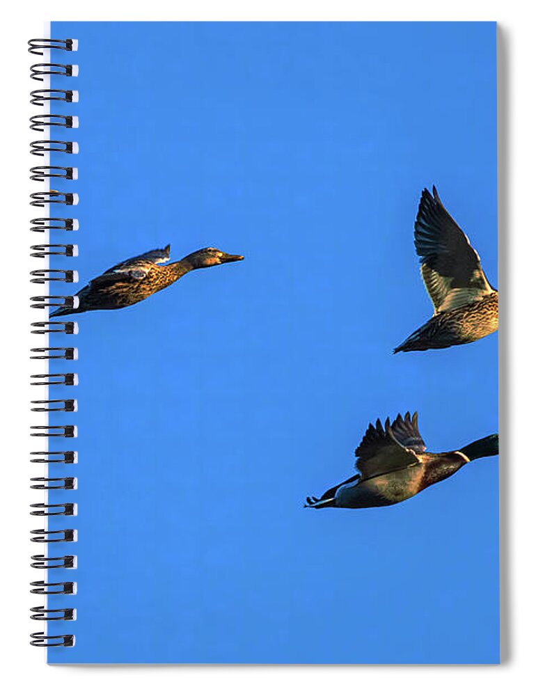 Nature Spiral Notebook featuring the photograph Double Date by Mike Lee