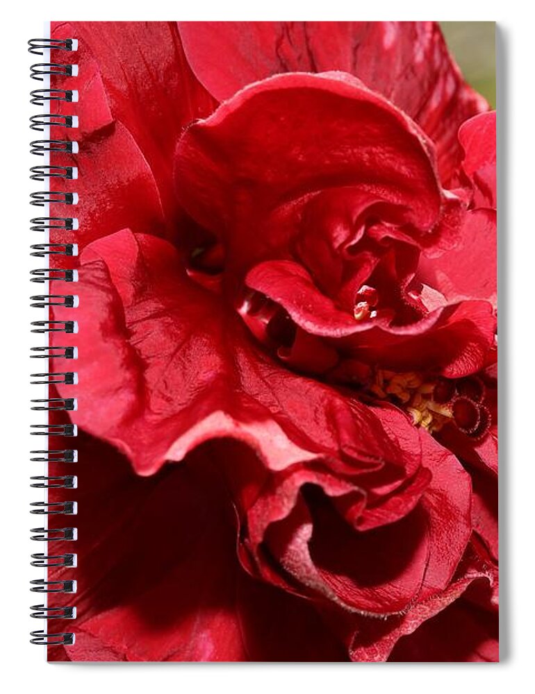 Double Red Rose Spiral Notebook featuring the photograph Double Red Rose Hibiscus by Mingming Jiang