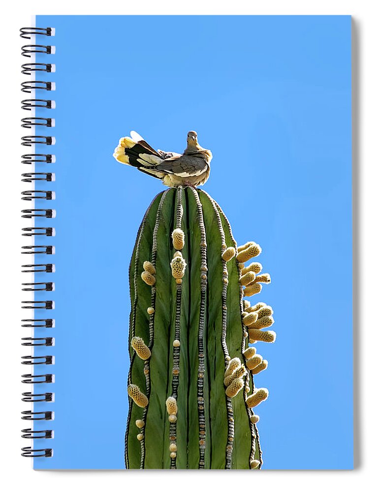 Dove On Saguaro Cactus Spiral Notebook featuring the photograph Dove on Saguaro Cactus by Carolyn Derstine