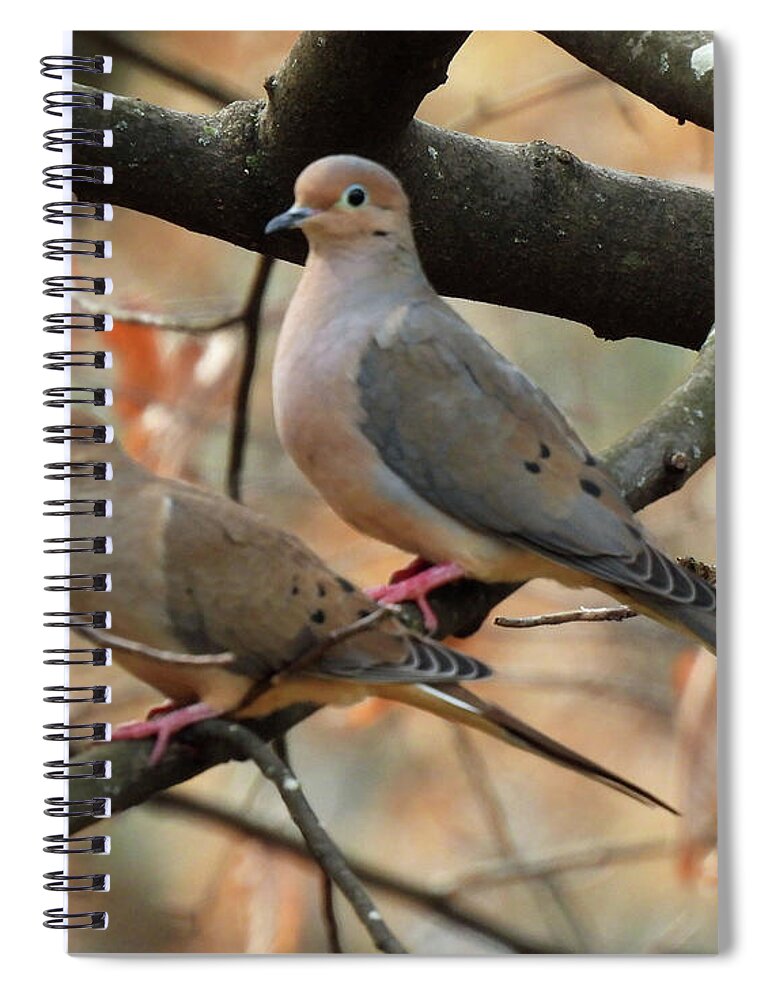 Pair Spiral Notebook featuring the photograph Doves 15 by Lizi Beard-Ward