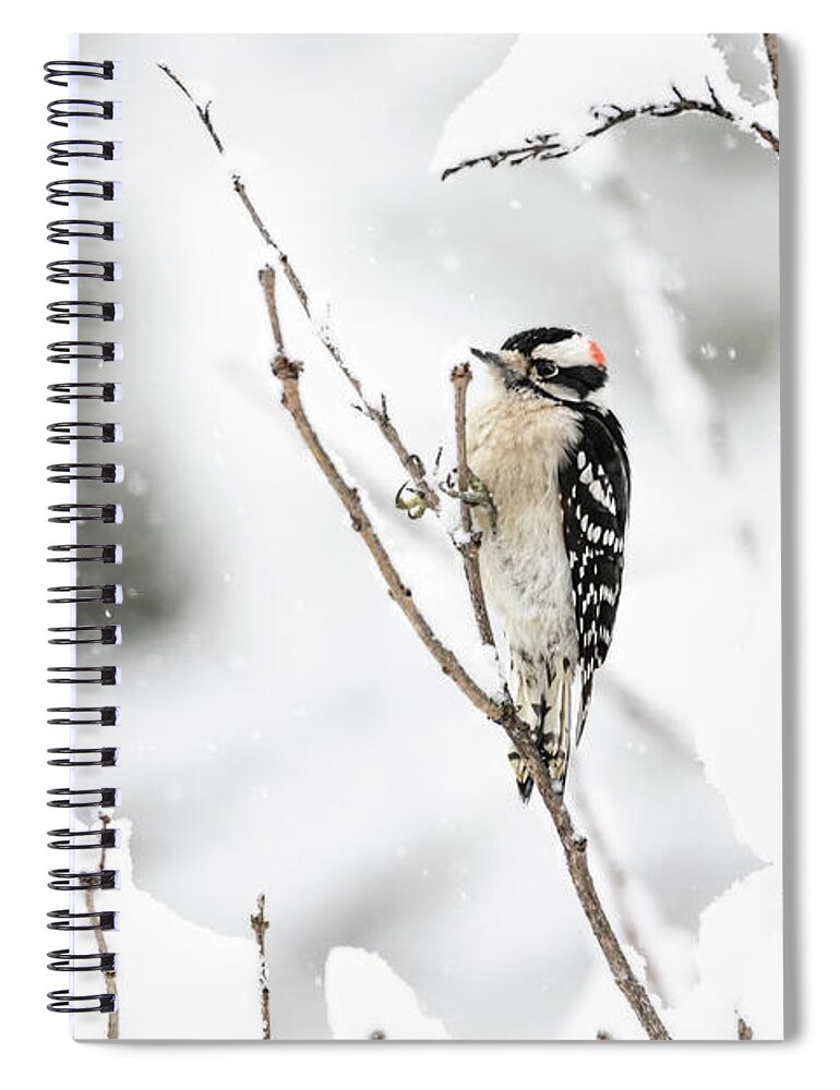 Downy Woodpecker Spiral Notebook featuring the photograph Downy In A Snow Storm by Lara Ellis