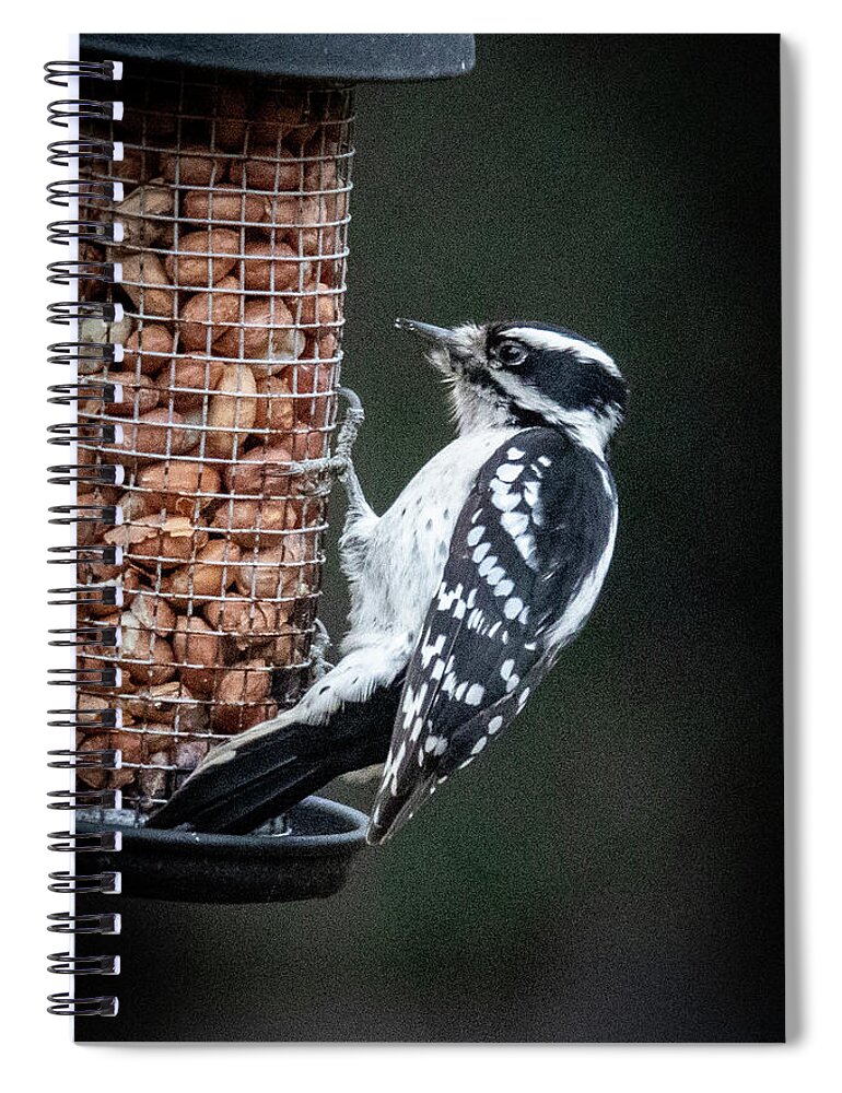 2019 Spiral Notebook featuring the photograph Downy Woodpecker 1 by Gerri Bigler