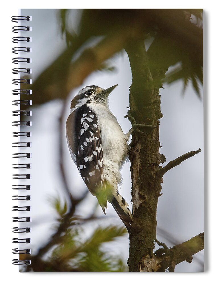 Bird Spiral Notebook featuring the photograph Downy Woodpecker by David Beechum