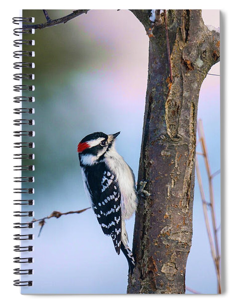 Downy Woodpecker Spiral Notebook featuring the photograph Downy Woodpecker by Kristin Hatt