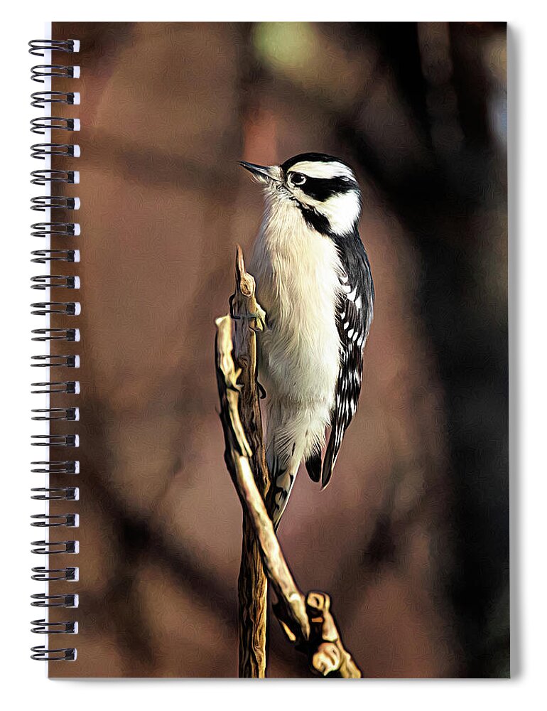 Downy Woodpecker Spiral Notebook featuring the photograph Downy Woodpecker on Branch by Jaki Miller