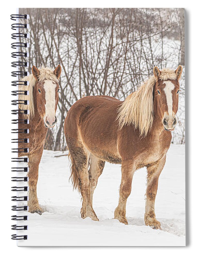 Draft Horse Spiral Notebook featuring the photograph Drafted for Duty by Amfmgirl Photography