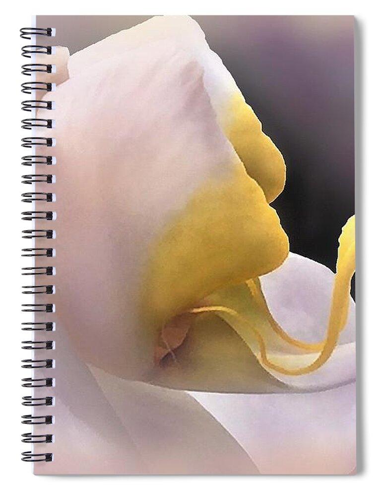 Orchid Spiral Notebook featuring the photograph Dragon Tongue Orchid by Angela Davies