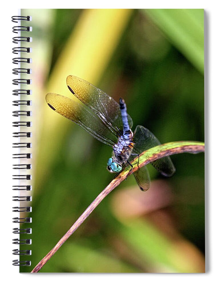 Dragonfly Spiral Notebook featuring the photograph Dragonfly in Central Park #3 by Patricia Youngquist