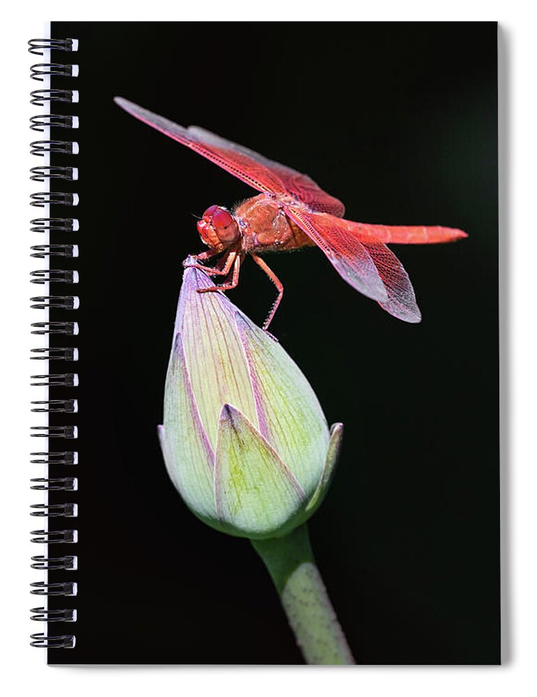 Lotus Spiral Notebook featuring the photograph Dragonfly on Lotus Flower by Gary Geddes