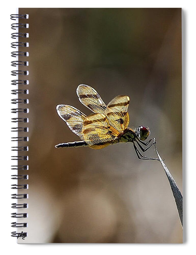 Dragonfly Spiral Notebook featuring the photograph Dragonfly by Tahmina Watson