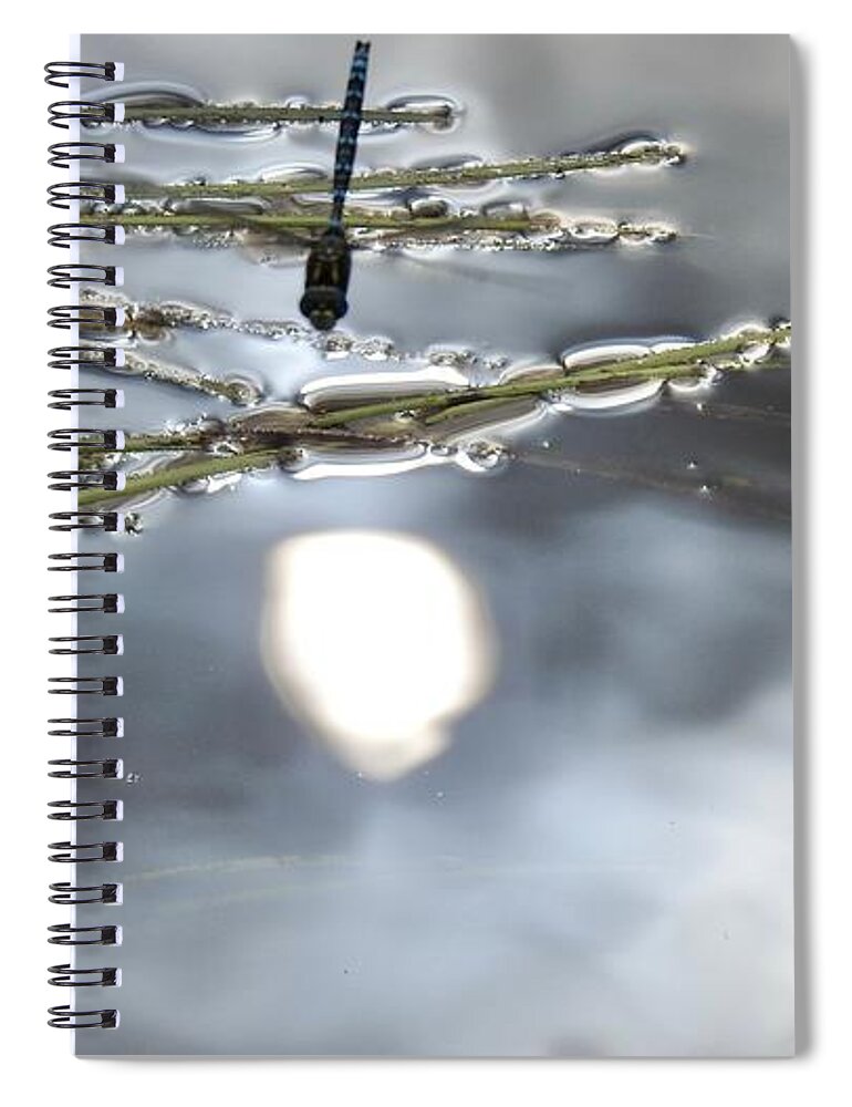 Sun Reflected Spiral Notebook featuring the photograph Dragonfly talks to the Sun by Nicola Finch