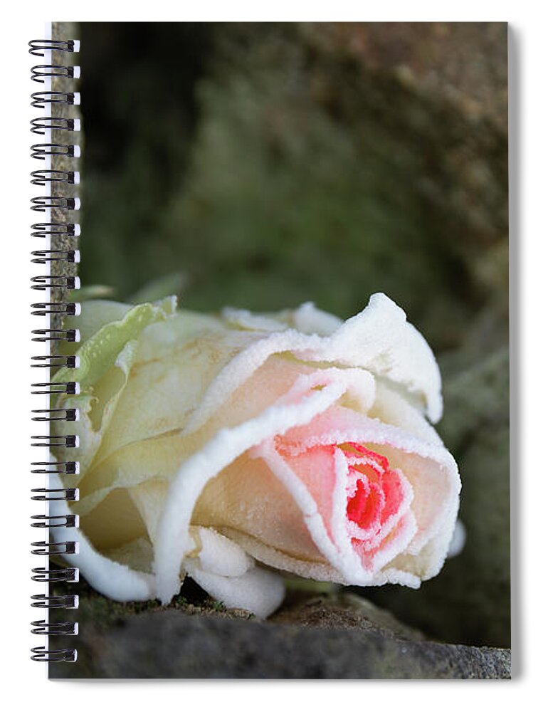 Rose Spiral Notebook featuring the photograph Dream of the ice princess 2 by Adriana Mueller