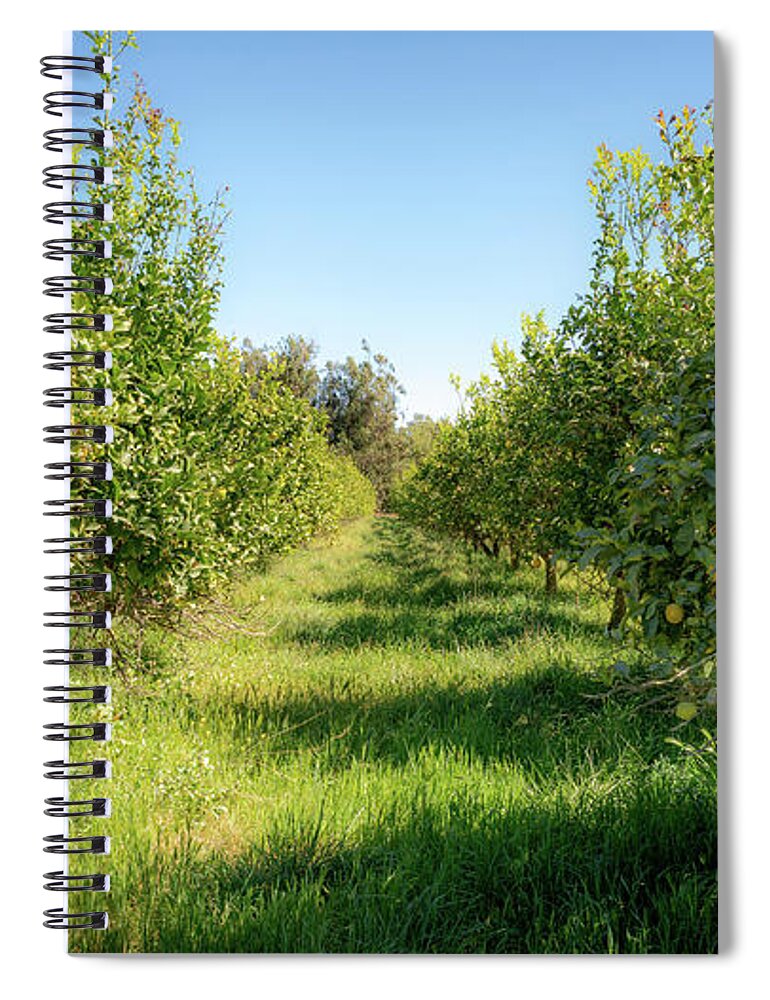 Lemon Trees Spiral Notebook featuring the photograph Dreamy Lemon Afternoon by Mike-Hope