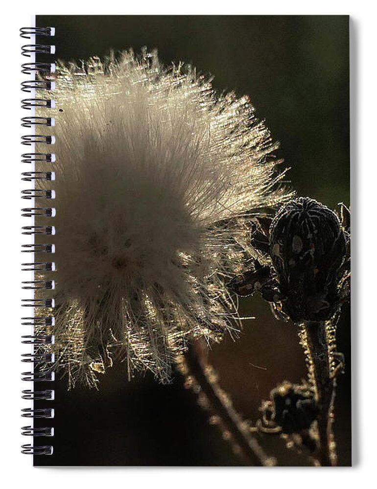 Dry Flower Spiral Notebook featuring the digital art Drey flowe by Pal Szeplaky