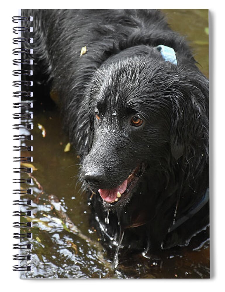 Flat Coated Retriever Spiral Notebook featuring the photograph Dripping Black Flat Coated Retriever Dog in Water by DejaVu Designs