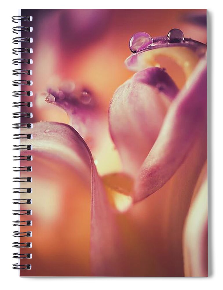 Water Spiral Notebook featuring the photograph Droplets by Ada Weyland