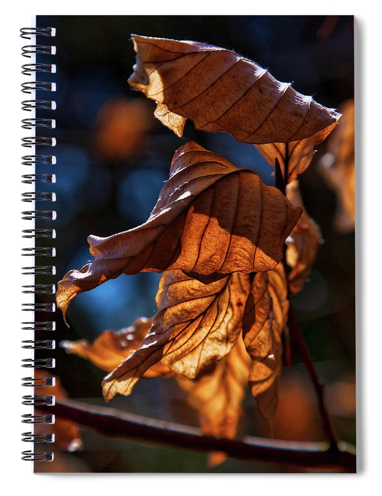 Dry Spiral Notebook featuring the photograph Dry autumn leaves in golden light by Tatiana Travelways