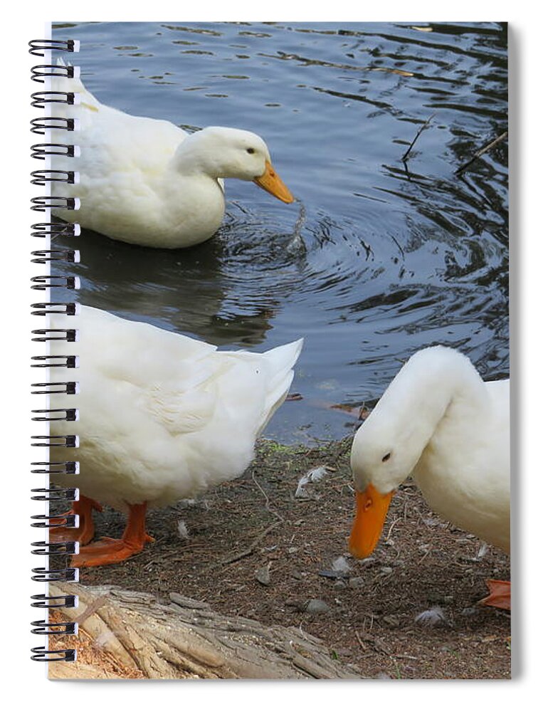 Ducks Spiral Notebook featuring the photograph Duck Family by Raymond Fernandez